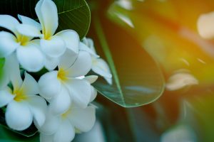 Frangipani